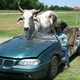 Illustration for article titled Man Drives Bull Around In Custom Convertible Pontiac Grand Am
